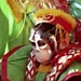 Monkey-costumed participant in the Chinese New Year parade. London, 2006.