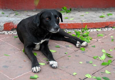 A stray dog in Taxco.