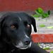 A stray dog in Taxco.