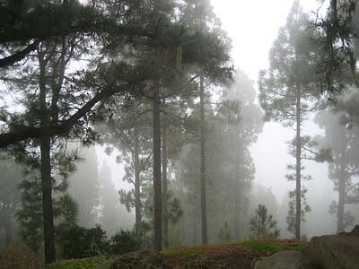 Fog in the forest on Pico del Teide