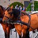 Horse and carriage near Brandenburger Tor in Berlin.