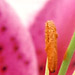 Stargazer lily on white.
