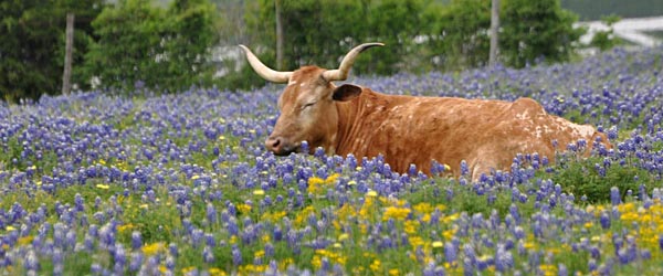 Longhorn cattle resting in a field of flowers, Texas
