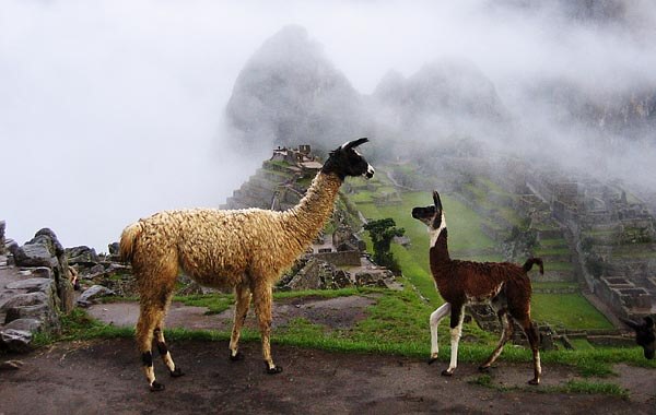 Llamas at Maccu Picchu