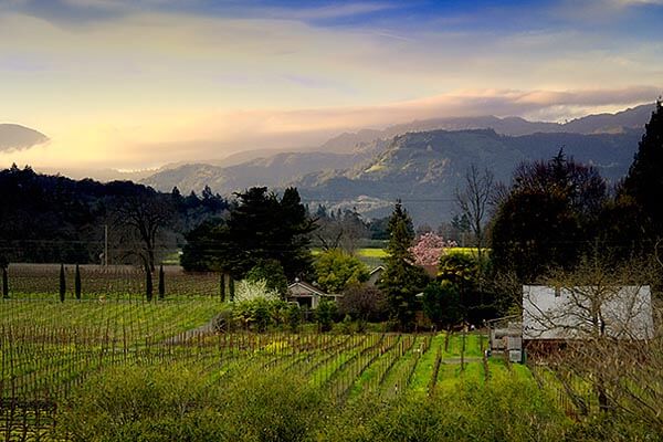 A vineyard in California's Napa Valley