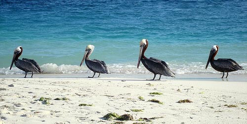 Pelicans in Los Roques archipelago, Venezuela