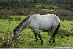 A pony in Connemara National Park