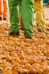 Oranges after Carnevale d'Ivrea