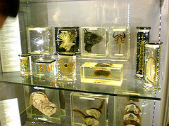 Animal specimens at the Hunterian Museum, London