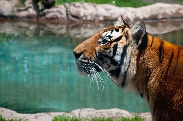 Tiger by a pond in Busch Gardens Zoo, Tampa