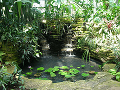 Lily pond at Garfield Park Conservatory