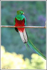 A Resplendent Quetzal