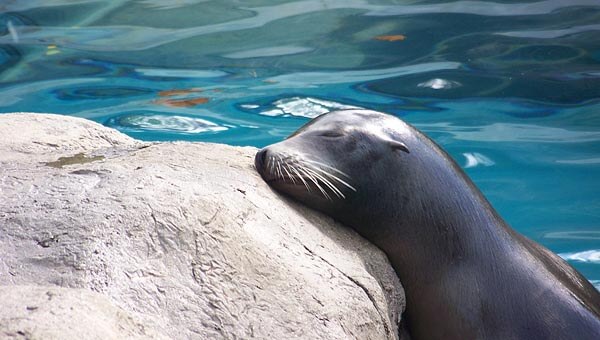 A seal at the Pittsburgh Aquarium