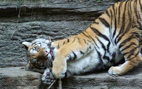 Tiger at the Pittsburgh Zoo