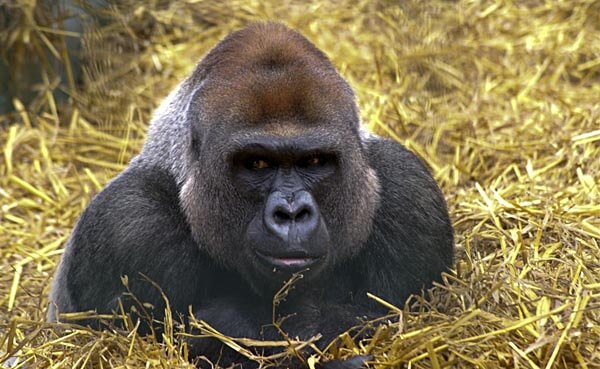 A gorilla at Howletts Animal Park in Bekesbourne