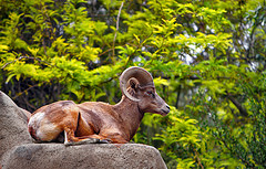 Desert Bighorn Sheep