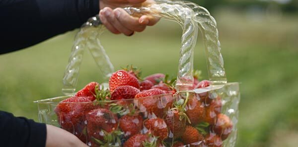 A basket of strawberries