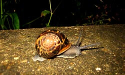 The snail that posed