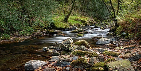 Creek at Tarka Trail