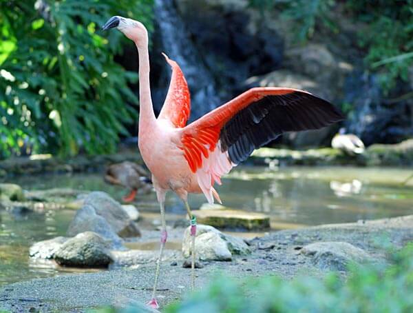 Flamingo at the Los Angeles Zoo