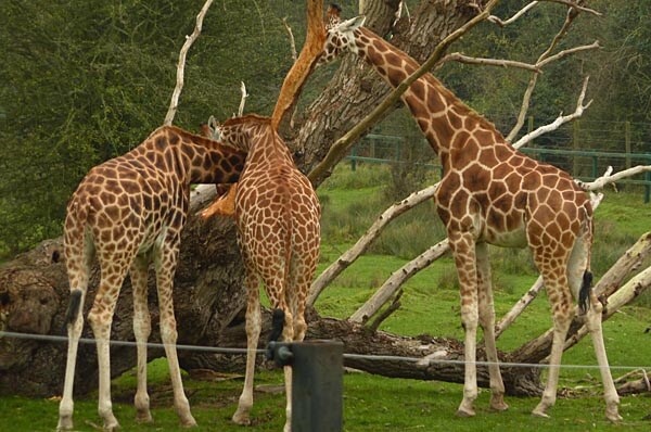 Giraffes in Port Lympne Wild Animal Park