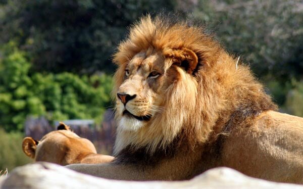 Lion in the San Diego Zoo Wild Animal Park