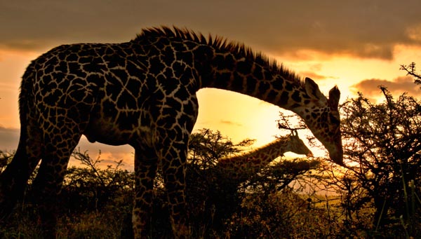 Giraffes in Nairobi National Park