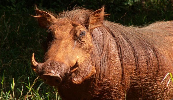 Warthog in Kenya's Nairobi National Park