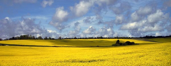 The South Downs, Sussex