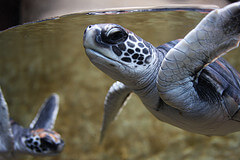 Baby green turtle