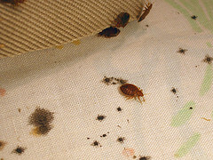 Bed bugs on sheet with fecal stains