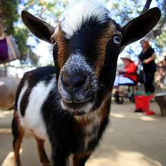 Goat at Orange County Zoo