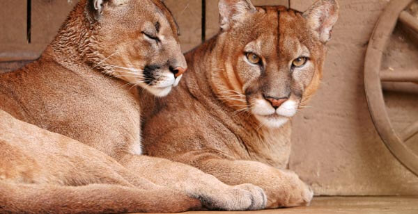 Mountain lions at Orange County Zoo