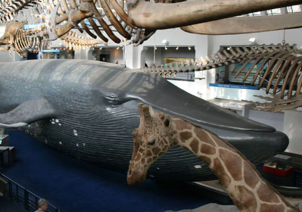 Model of a blue whale