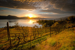 Vineyard in Okanagan Valley