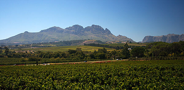 Rows of wine in South Africa