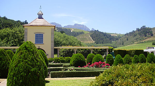 South African Wineyard