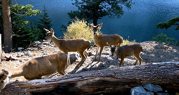 Deer in the Trinity Alps Wilderness