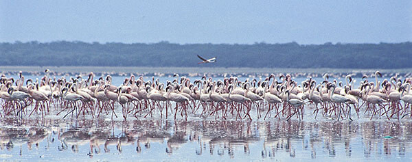 Flamingos at Kenya's Lake Bogoria National Park