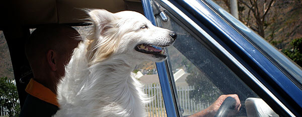 Dog in car window