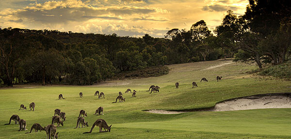 Kangaroos spotted in Australia