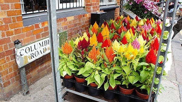 Stall on the Columbia Road Flower Market in London