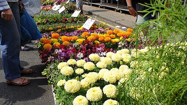 Stall on the Columbia Road Flower Market in London