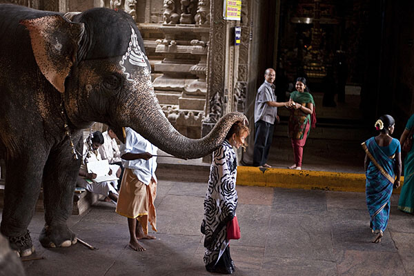 Elephant touching woman with his trunk