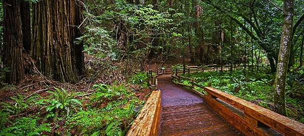 Trail in Muir Woods, CA