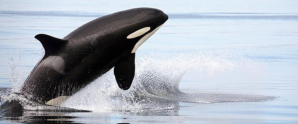 Orca killer whale jumping out of water