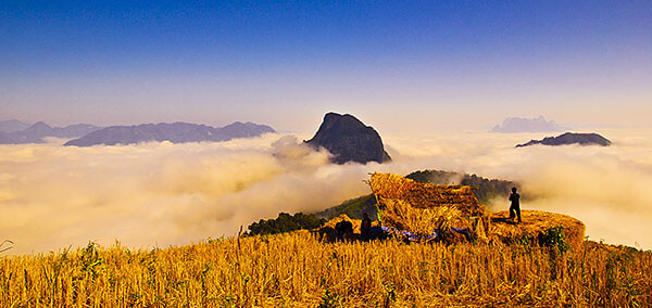 Golden rice fields in Laos