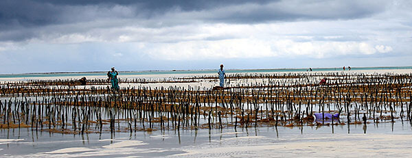 Fishing in Zanzibar