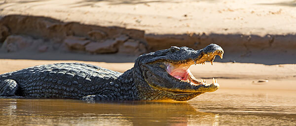 Alligator in the Pantanal, Brazil