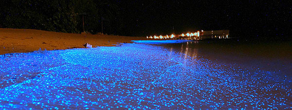 Beach with flourescent plankton